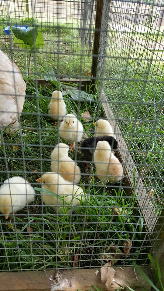 Chicks at Walsingham!